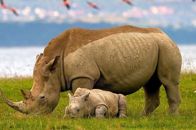 Lake Nakuru Day Trip From Nairobi - Key things that matter before you go