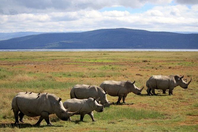Lake Nakuru Day Trip From Nairobi - Midday lodge break: comfort, toilets, and resetting your eyes