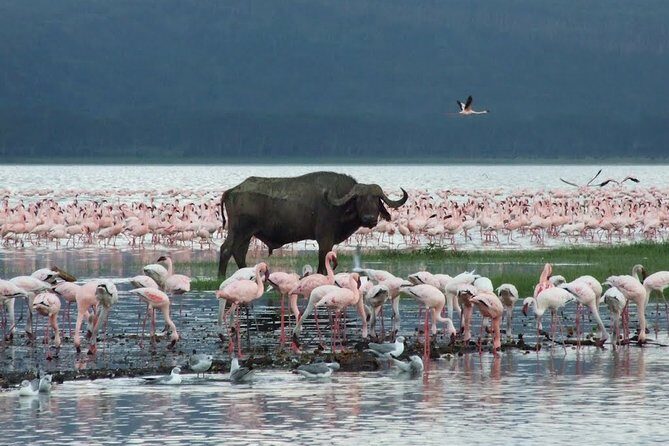 Lake Nakuru Day Trip From Nairobi - Afternoon game drive: when heat changes animal behavior