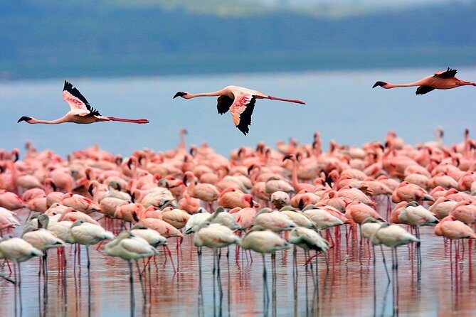 Lake Nakuru Day Trip From Nairobi - What to pack for Lake Nakuru (so you enjoy both drives)