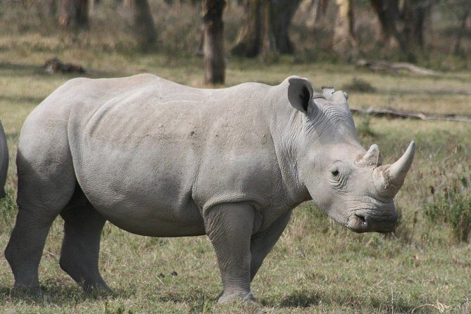 Lake Nakuru Day Trip From Nairobi - Who this tour fits best (and who might want a different plan)