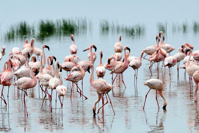 Lake Nakuru Day Trip From Nairobi - Morning game drive at Lake Nakuru: where rhinos and birds pull focus