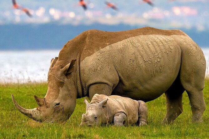 Lake Nakuru National Park & Boat Ride at Lake Naivasha Day Tour From Nairobi - Lake Nakuru Game Drive: Where Rhino, Lions, and Flamingos Can Show Up