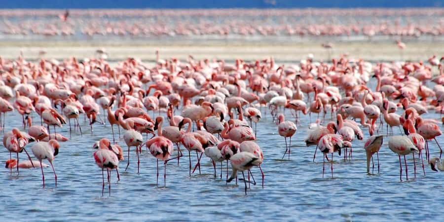 Lakes Nakuru& Naivasha National Park Wildlife Highlights - Lake Nakuru Lodge photo stop and lunch: where time planning matters