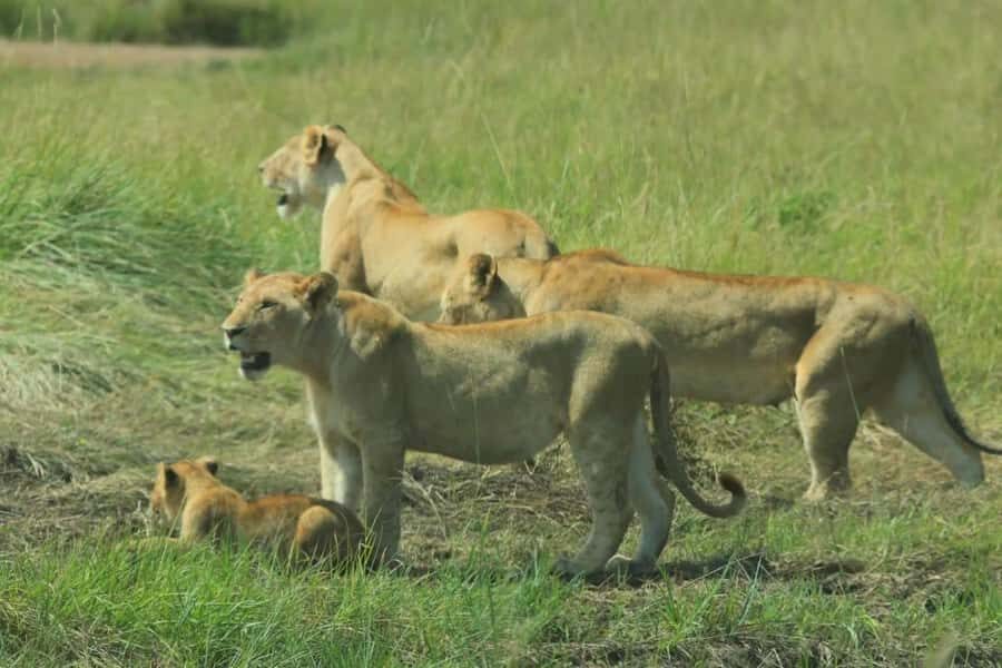 Lakes Nakuru& Naivasha National Park Wildlife Highlights - Price and logistics: is $180 good value for this route?