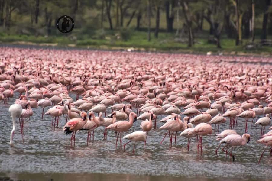 Lakes Nakuru& Naivasha National Park Wildlife Highlights - Guide quality and vehicle setup: what to expect day-of