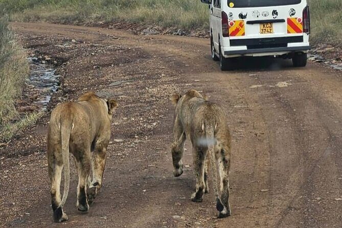 Maasai Mara Day Trip - Big Five chances and the reality of a one-day window