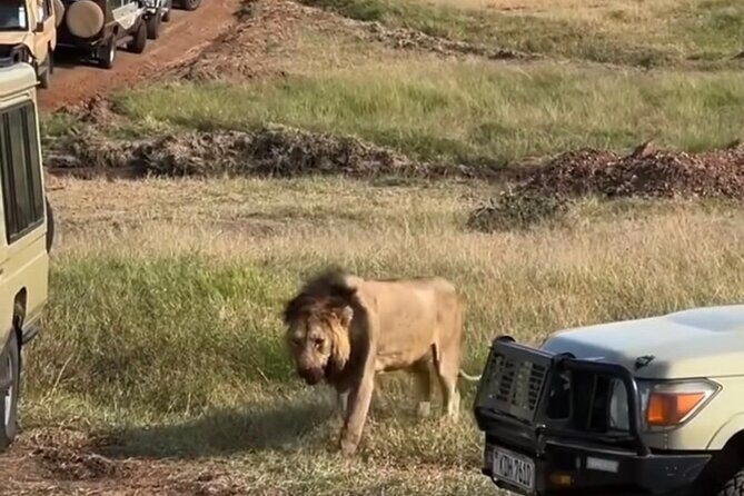 Maasai Mara Day Trip From Nairobi - What’s included (and what you should still plan for)