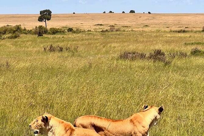 Maasai Mara Day Trip From Nairobi - Price and value: is $250 for a one-day Mara trip fair?
