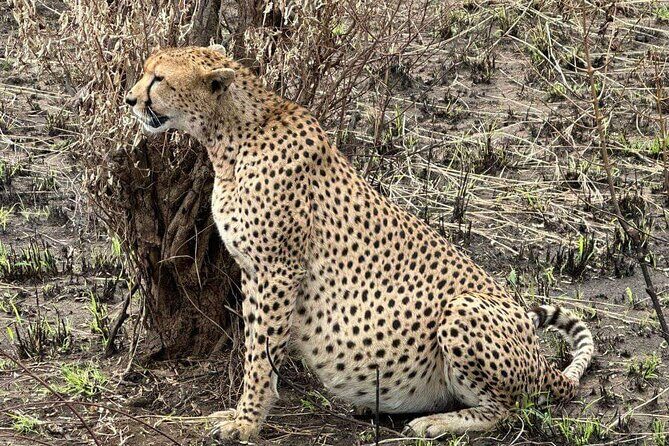 Maasai Mara Day Trip - Nairobi pickup at 4:00 am: how to survive it without feeling wrecked