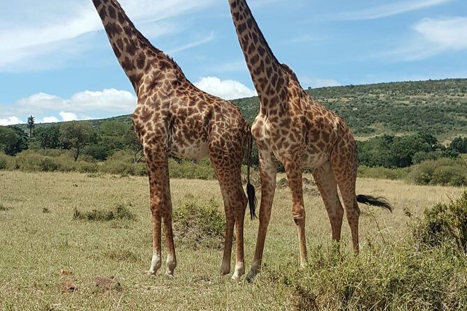 Maasai Mara Game Reserve - Key things I’d watch for on this Maasai Mara safari