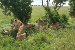 Maasai Mara Game Reserve - Mara AA Lodge or Similar: what the lodge setup means for your day