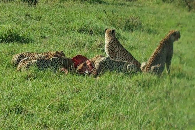 Maasai Mara Game Reserve - Day 1: Rift Valley break, lunch on arrival, and your first wildlife hours