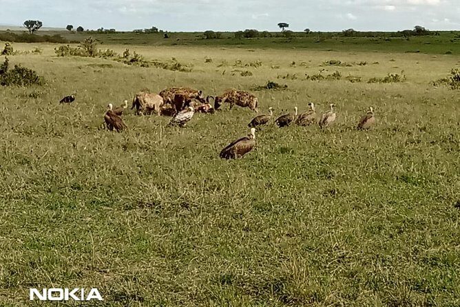 Maasai Mara Game Reserve - Day 2: Two game drives plus an optional Maasai boma visit