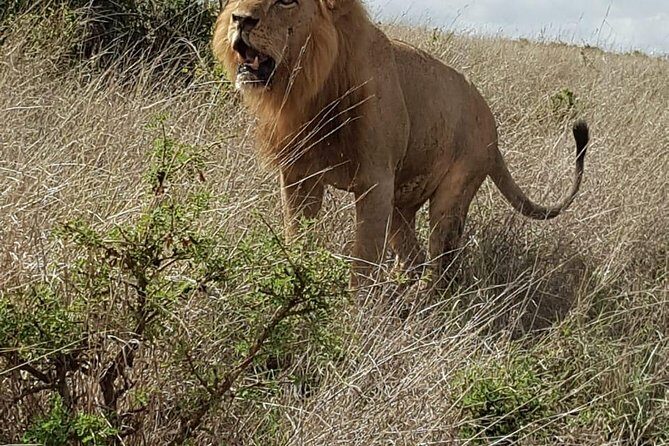 Maasai Mara Game Reserve - Day 3: Optional early drive, then a straight return to Nairobi