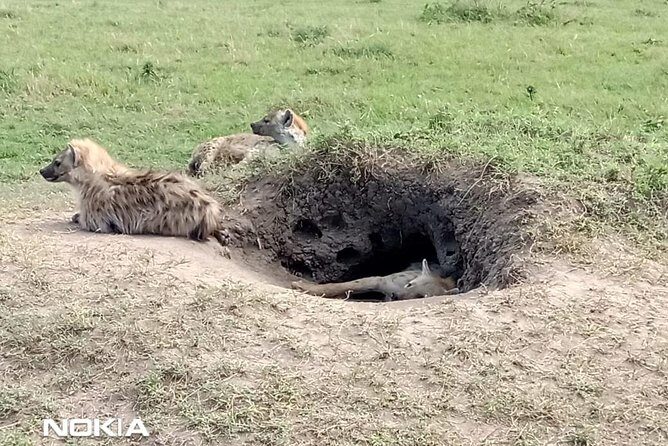 Maasai Mara Game Reserve - Big Five odds and animal spotting: why your guide matters