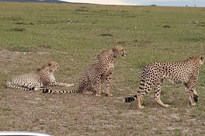 Maasai Mara Game Reserve - What’s included (and what you’ll still pay) for a fair value check