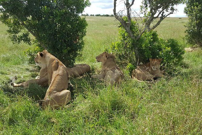 Maasai Mara Game Reserve - Mara AA Lodge or Similar: what the lodge setup means for your day