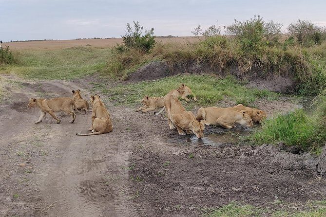 Maasai Mara Safari!! - The Great Rift Valley Drive: Where Your Safari Begins