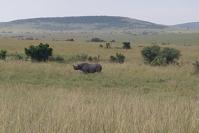 Maasai Mara Safari!! - Optional Maasai Village Visit on Day Three