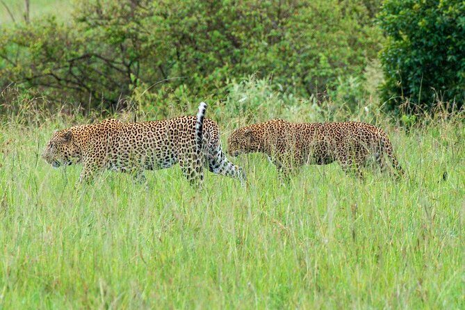 Masai Mara 3 Day Safari | Private 4WD Jeep Tour - Key points I’d focus on