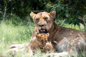 Masai Mara 3 Day Safari | Private 4WD Jeep Tour - Day 1 in the Reserve: First Acacia Views and a Lunchtime Arrival