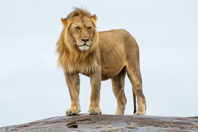 Masai Mara 3 Day Safari | Private 4WD Jeep Tour - The Real Meaning of Private 4WD, English-Speaking Guides, and Included Meals
