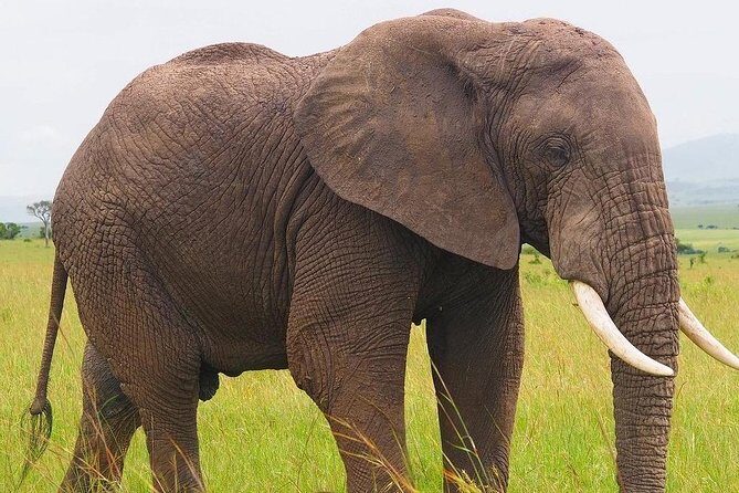 Masai Mara 3 Day Safari | Private 4WD Jeep Tour - Should You Book This Maasai Mara Private Jeep Tour?