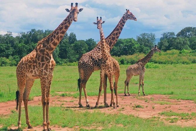 Masai Mara 3 Day Safari | Private 4WD Jeep Tour - FAQ