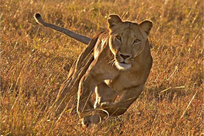 Masai Mara 3 Days Luxury Tented Safari - Maasai Mara in 3 Days: How This Works for Real Life