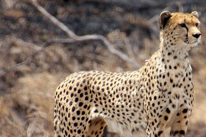 Masai Mara 3 Days Luxury Tented Safari - Getting the Most From Two Days in the Mara