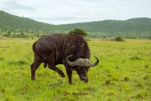 Masai Mara 3 Days Tour Safari Private 4WD Landcruiser - Day 1 Game Drive Timing: Why You’ll Like 6:30 pm Park Closing