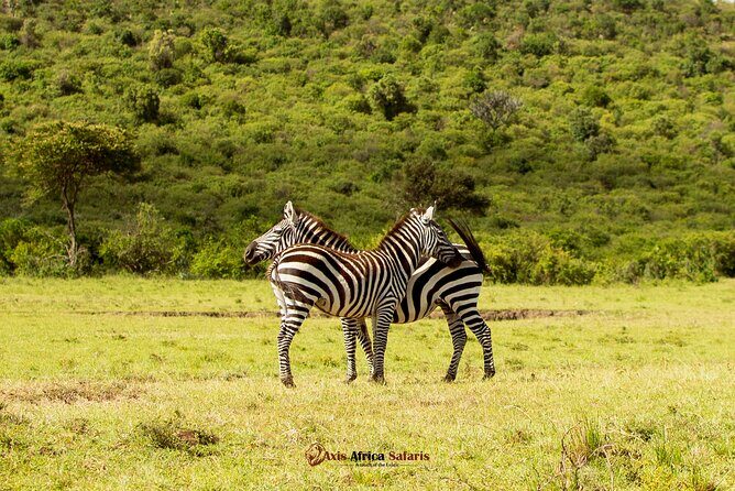 Masai Mara 3 Days Tour Safari Private 4WD Landcruiser - Day 3: A Last Mara Morning, Then Back to Nairobi by 3:30 pm