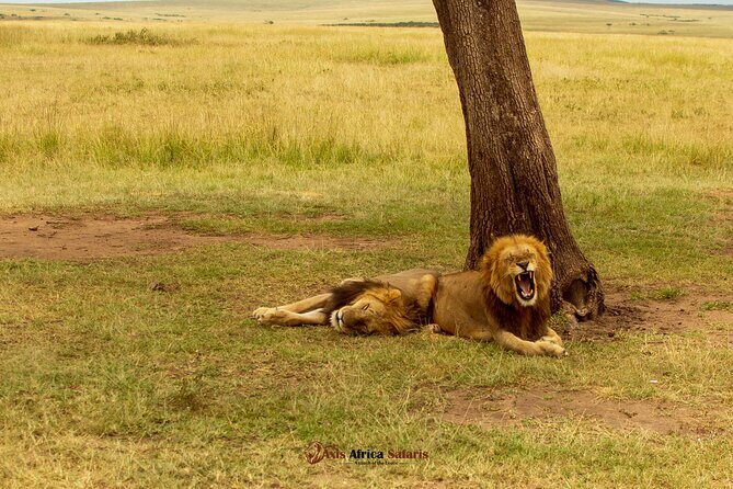 Masai Mara 3 Days Tour Safari Private 4WD Landcruiser - What’s Included vs. What Costs Extra (So You Don’t Get Surprised)