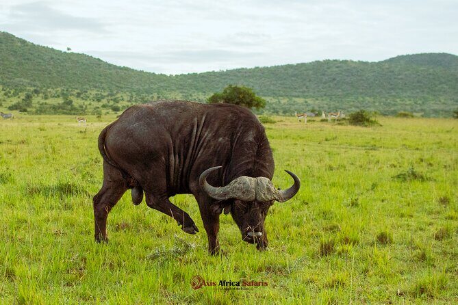 Masai Mara 3 Days Tour Safari Private 4WD Landcruiser - Day 1 Game Drive Timing: Why You’ll Like 6:30 pm Park Closing