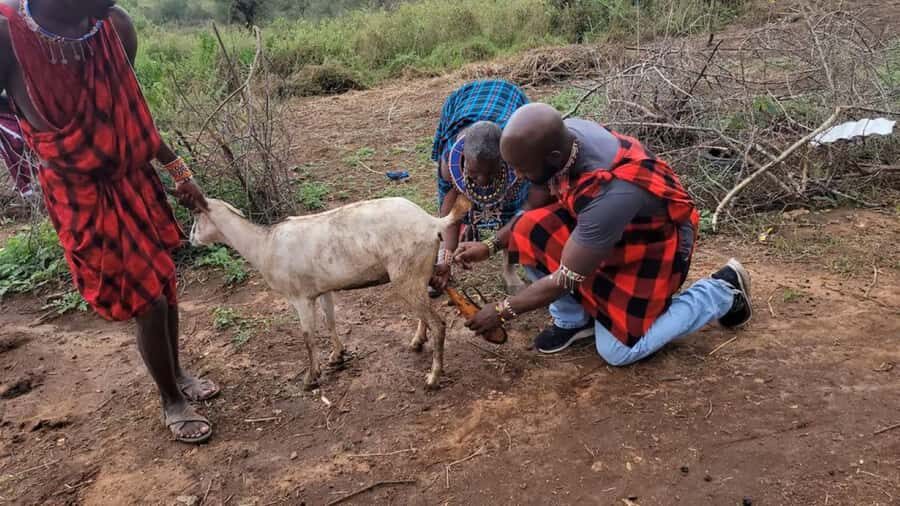 Masai Village Cultural Day Tour from Nairobi - Seeing how the roles split: livestock care and community work