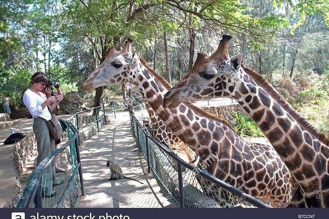 Mombasa city tour, Fort Jesus and Haller Park - Private transport in Mombasa traffic: comfort counts