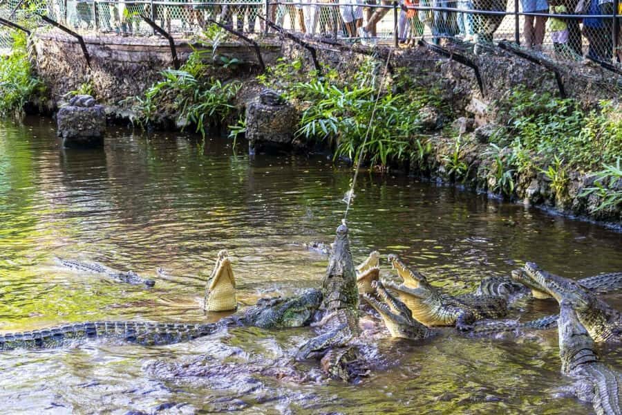 Mombasa: Discovery Day Tour and Haller Park - Key things you’ll notice on this tour