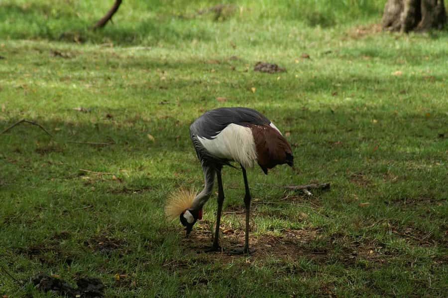 Mombasa: Discovery Day Tour and Haller Park - First-Stop Strategy: Fort Jesus plus Old Town in one tight loop