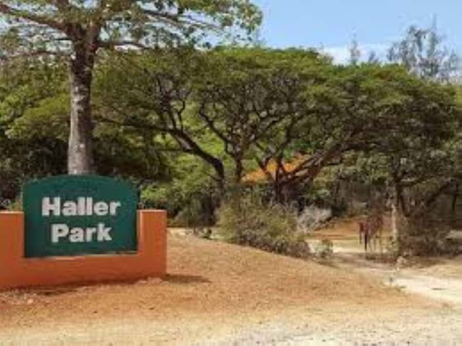 Mombasa: Discovery Day Tour and Haller Park - Moi Avenue Elephant Tusks and the Akamba woodcarvers experience
