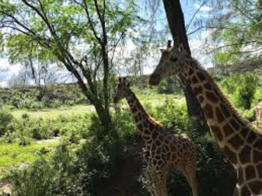 Mombasa: Discovery Day Tour and Haller Park - Lunch: what’s included (and what you’ll need to plan)