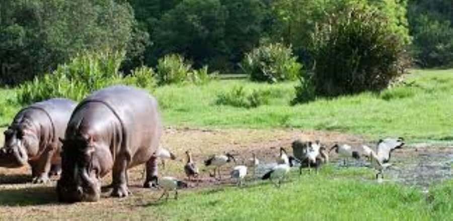 Mombasa: Discovery Day Tour and Haller Park - Haller Park: reforested quarries, big animals, and reptile-focused stops