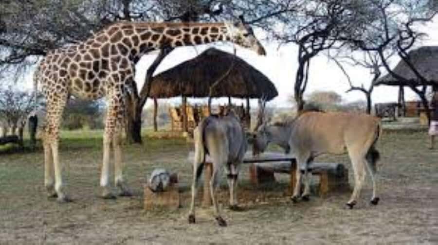 Mombasa: Discovery Day Tour and Haller Park - Price and value: what $125 really buys you