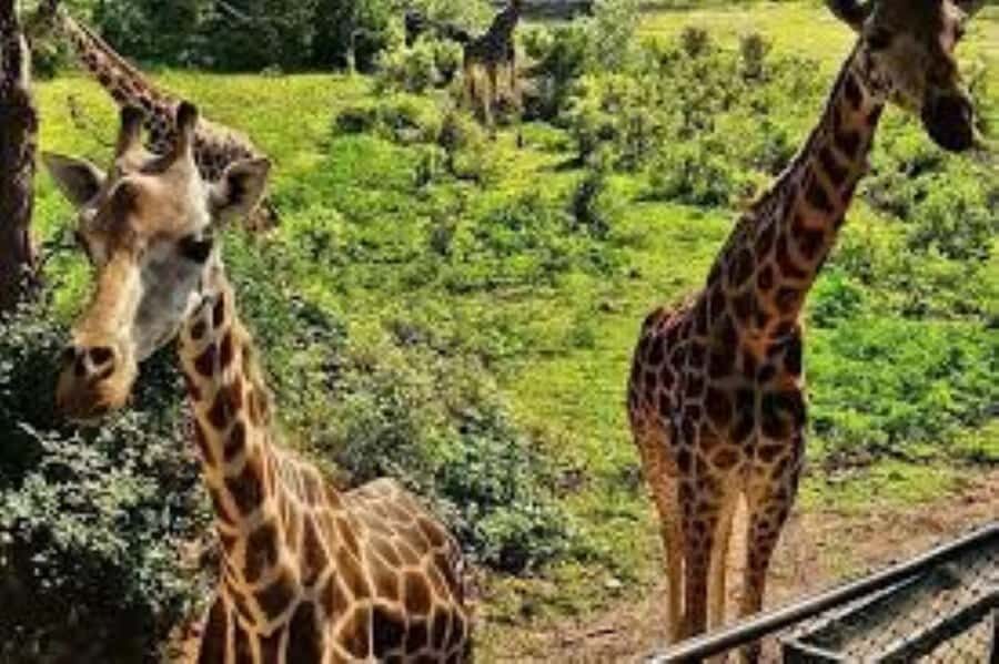 Mombasa: Discovery Day Tour and Haller Park - Logistics that matter: private tour, hotel/port pickup, and what to bring