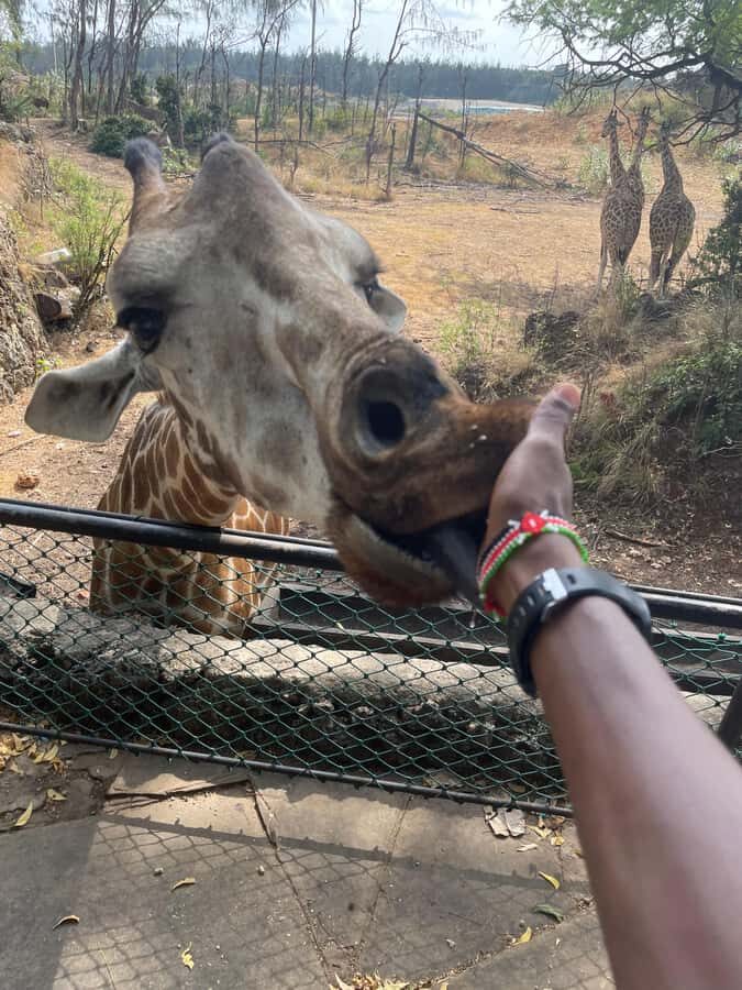 Mombasa Full Day City tour & Haller Park - Price and value: how $60 adds up (and what you should budget extra)