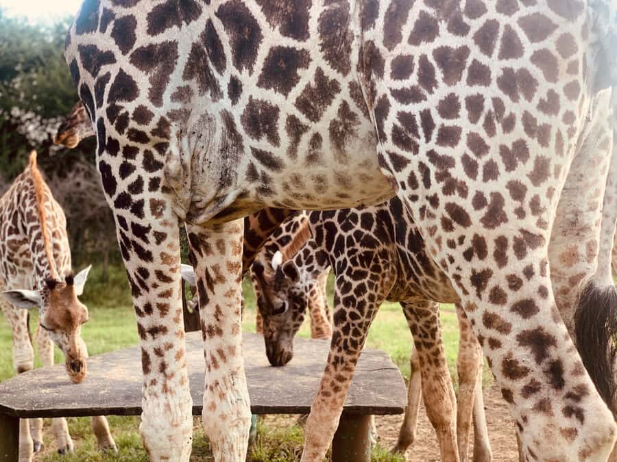 Mombasa: Guided Nature Walk Amongst Giraffes - Key Highlights I’d Chase