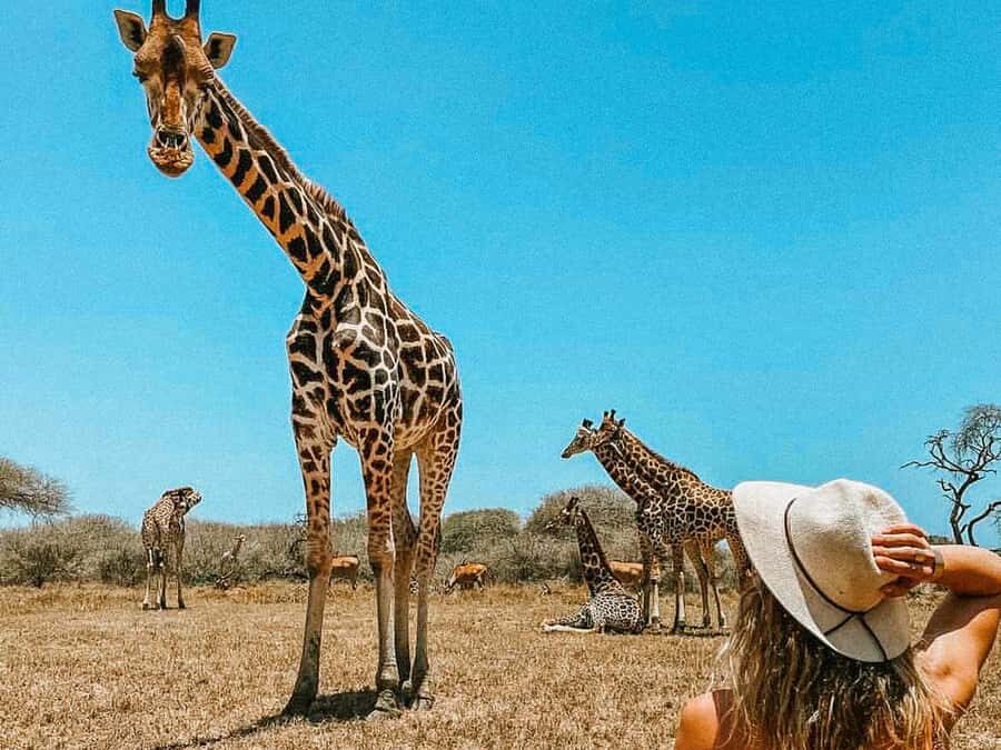 Mombasa: Guided Nature Walk Amongst Giraffes - The Walk: 30 Minutes on Foot, Plus Time to Watch and Reset