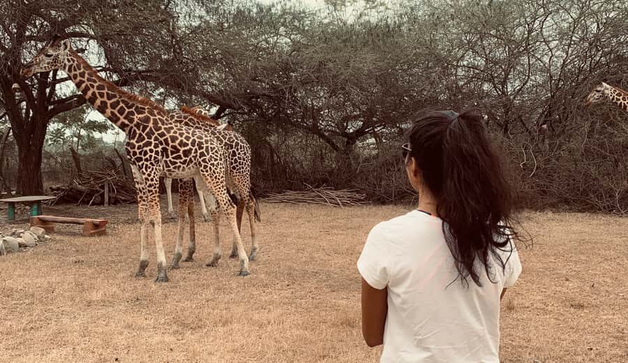 Mombasa: Guided Nature Walk Amongst Giraffes - What the Conservation Work Looks Like in Real Life