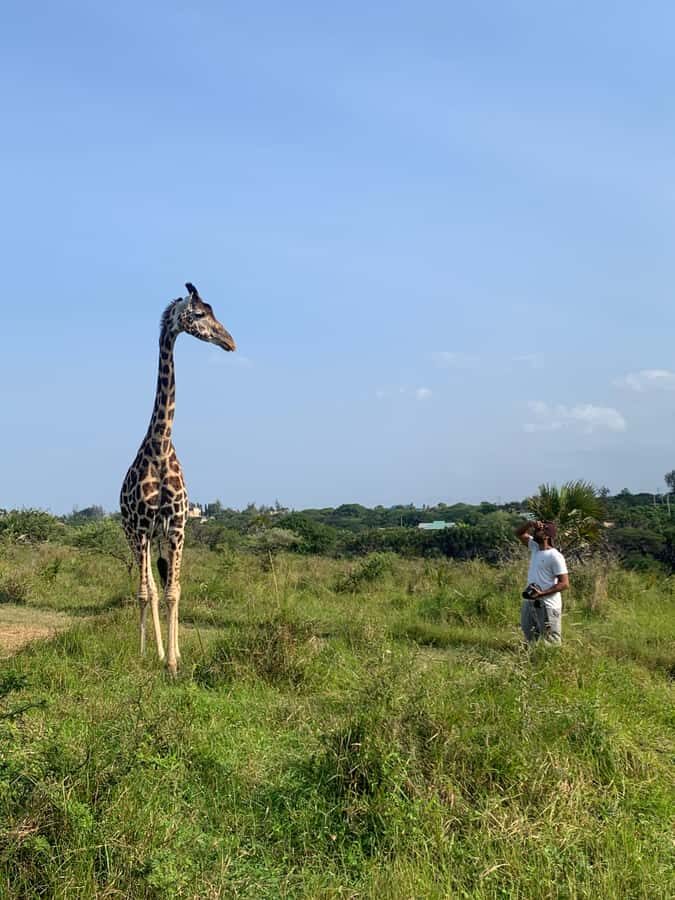 Mombasa: Guided Nature Walk Amongst Giraffes - Logistics That Can Make or Break Your Day