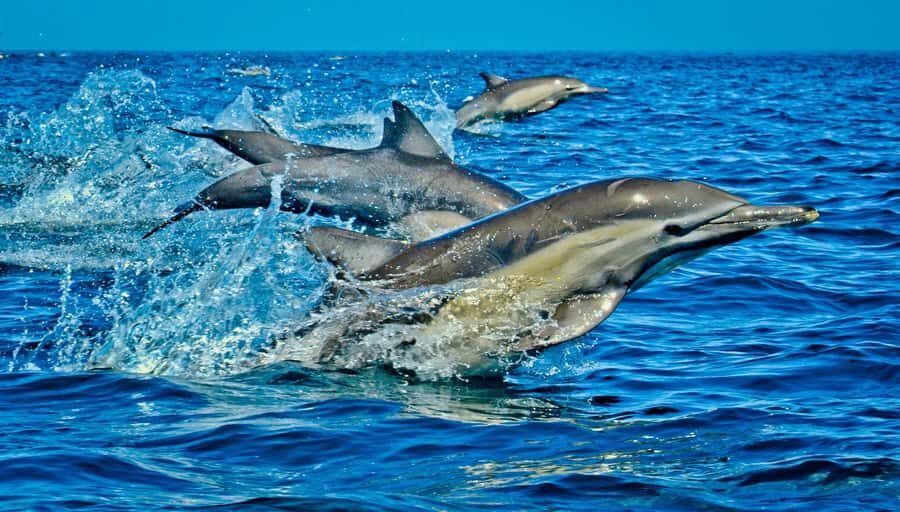 Mombasa: Kisite Park Private Cruise with Breakfast and Lunch - Kisite-Mpunguti Marine Park Snorkeling: The Reef Time That You’ll Remember